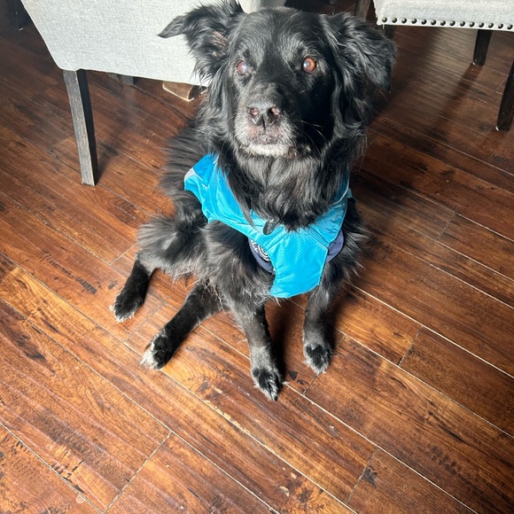 Dog’s North Country Coat. - Picture 6 of 7